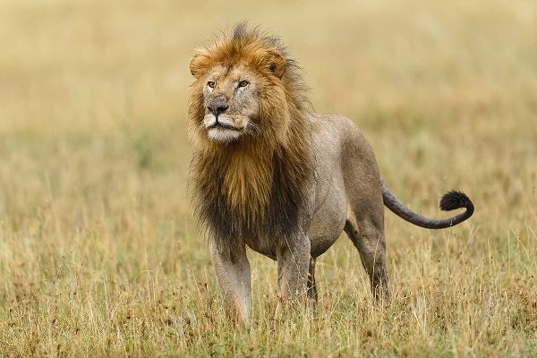 Adult black maned Lion-Panthera leo-Serengeti National Park-Tanzania-Africa